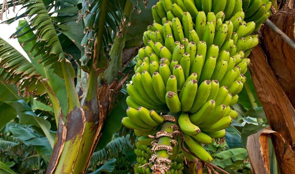 محصول الموز..د.عبد الحميد الشاهد: 4 توصيات هامه للحصول على إنتاج جيد و 3 طرق لتقليل استهلاك المياه 1 محصول الموز