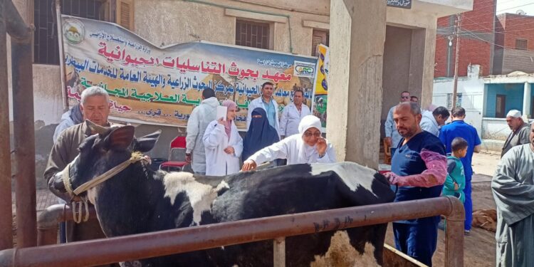 علاج وفحص أكثر من ٩٦٠٠ رأس ماشية مجانا لدي ٣٥٠٩ من صغار المربين بمحافظة البحيرة 1 رأس ماشية