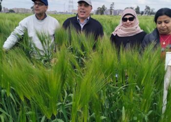 معهد بحوث أمراض النباتات