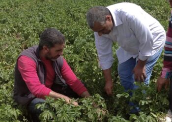 “الزراعة” تتفقد زراعات الخضر والمشاتل بمحافظة الغربية