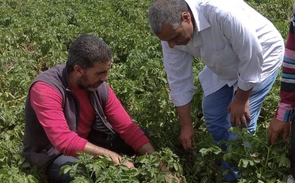 “الزراعة” تتفقد زراعات الخضر والمشاتل بمحافظة الغربية