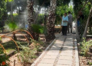 رش النخيل بزراعة الإسكندرية