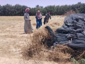 حصاد القمح برأس سدر بزراعة جنوب سيناء
