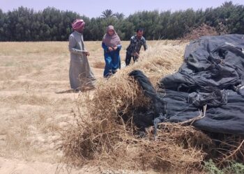 حصاد القمح برأس سدر بزراعة جنوب سيناء