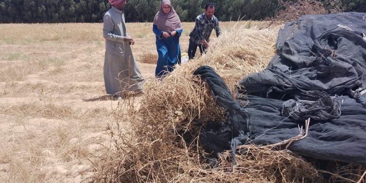 زراعة جنوب سيناء تتابع حصادالقمح برأس سدر..وتورد   50 طن سلفات النشادر 1 حصاد القمح برأس سدر بزراعة جنوب سيناء