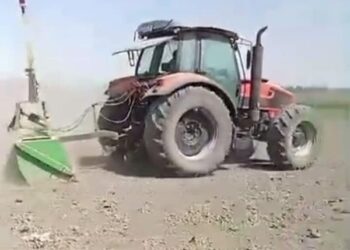 زراعة بورسعيد