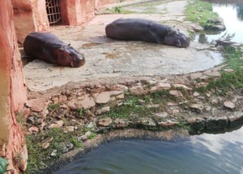 حدائق الحيوان والأسماك في المحافظات تستعد لاستقبال المواطنين في أعياد الفطر والربيع وشم النسيم