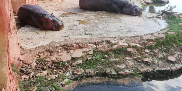 حدائق الحيوان والأسماك في المحافظات تستعد لاستقبال المواطنين في أعياد الفطر والربيع وشم النسيم 1 حدائق الحيوان والأسماك في المحافظات تستعد لاستقبال المواطنين في أعياد الفطر والربيع وشم النسيم