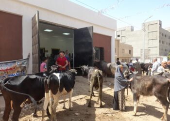 التناسليات الحيوانية