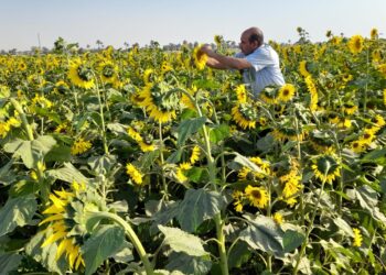 اعتماد التقاوي