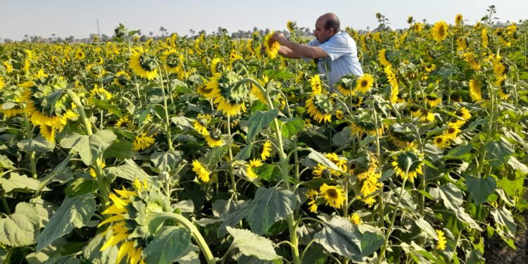 اعتماد التقاوي