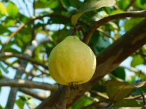 5 نصائح للحصول على أفضل إنتاج من الجوافة