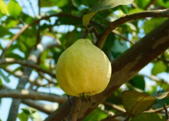 محصول الجوافة