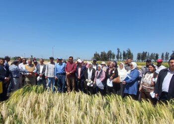 المحاصيل الحقلية