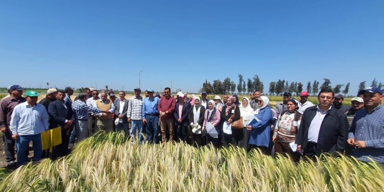 المحاصيل الحقلية