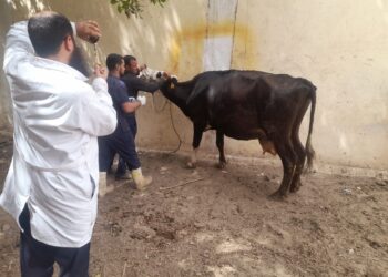 رأس ماشية