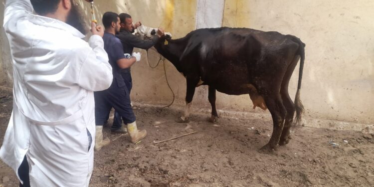 علاج وفحص أكثر من ٦٠٠٠ رأس ماشية مجانا لدي ١٨٠٠ من صغار المربين بمحافظة المنيا 1 رأس ماشية