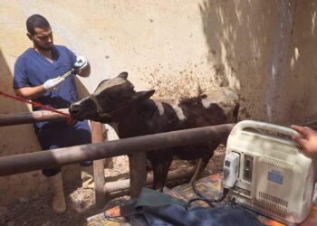 البحوث الزراعية ومصر الخير يطلقان حملة قوافل بيطرية لعلاج مواشي صغار المربين مجانا في محافظة سوهاج