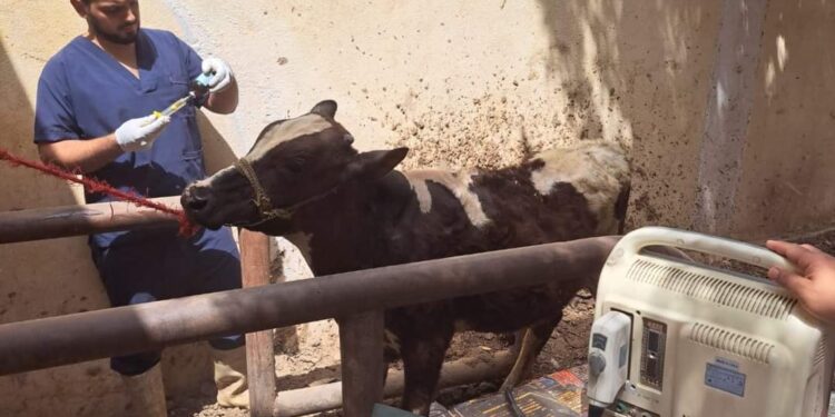 البحوث الزراعية ومصر الخير يطلقان حملة قوافل بيطرية لعلاج مواشي صغار المربين مجانا في محافظة سوهاج 1 البحوث الزراعية ومصر الخير يطلقان حملة قوافل بيطرية لعلاج مواشي صغار المربين مجانا في محافظة سوهاج