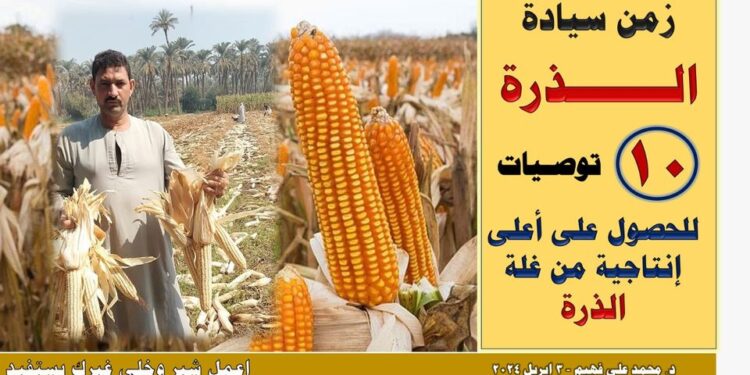 د. محمد فهيم يُلخص زراعة الذرة في 10 نقاط مختصرة ومفيدة 1 الذرة