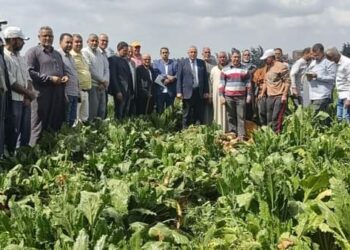 زراعة الغربية تشارك في يوم حصاد محصول البنجر