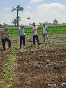 زراعة بني سويف تتابع الزراعات بمركز ناصر 