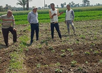 زراعة بني سويف تتابع الزراعات بمركز ناصر