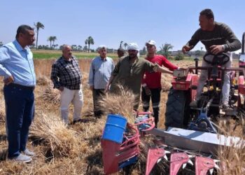 حصاد القمح في إهناسيا