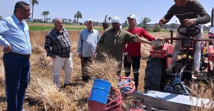 زراعة بني سويف تبدأ حصاد القمح بإهناسيا وتزيل حالات تعدي 1 حصاد القمح في إهناسيا