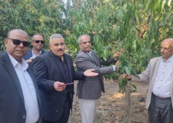 متابعة مستمرة لزراعات المانجو في الإسماعيلية
