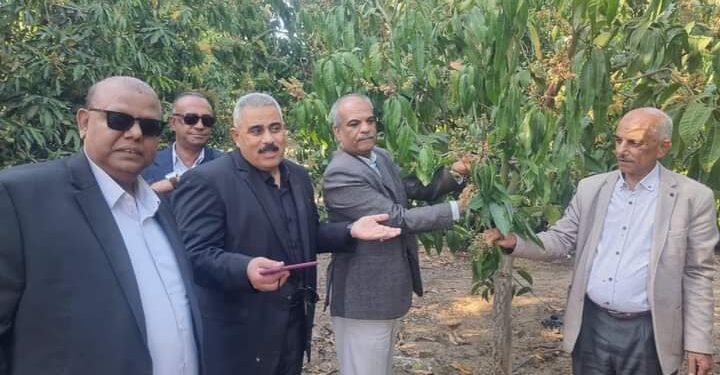 متابعة مستمرة لزراعات المانجو في الإسماعيلية