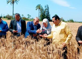 الاستعداد لحصاد القمح بدمياط