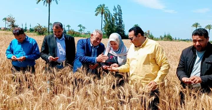الاستعداد لحصاد القمح بدمياط
