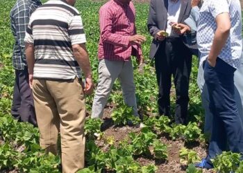 متابعة زراعات القطن