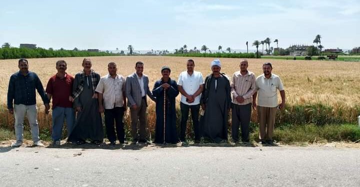وكيل زراعة أسيوط يتفقد زراعات القمح بأبوتيج وصدفا 1 وكيل زراعة أسيوط يتفقد زراعات القمح بأبوتيج وصدفا