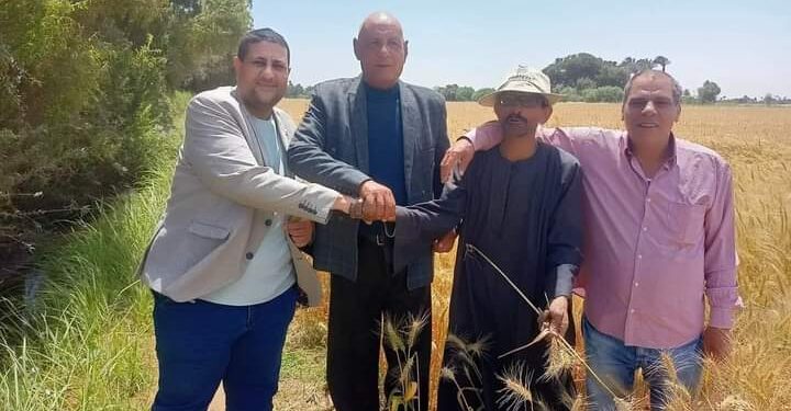 زراعة سوهاج تتابع حصاد القمح بأخميم