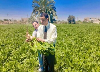 وكيل زراعة أسيوط يتابع حصاد البنجر