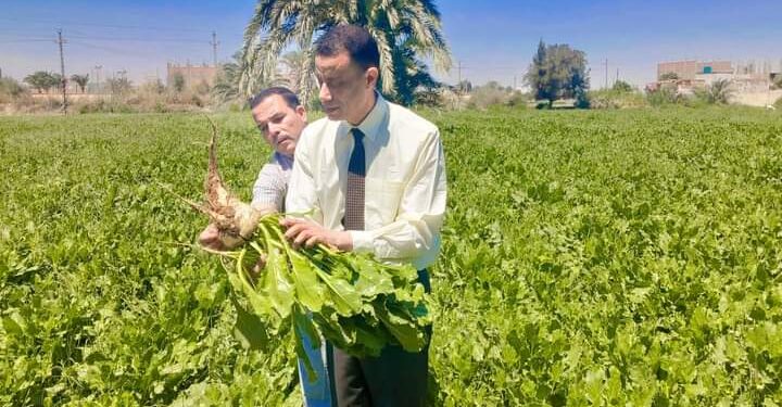 زراعة أسيوط: بدء موسم حصاد البنجر و القمح .. ومتابعة دورية للقطن 1 وكيل زراعة أسيوط يتابع حصاد البنجر