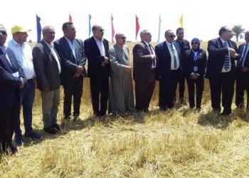 زراعة الإسماعيلية تبدأ حصاد القمح بسيناء