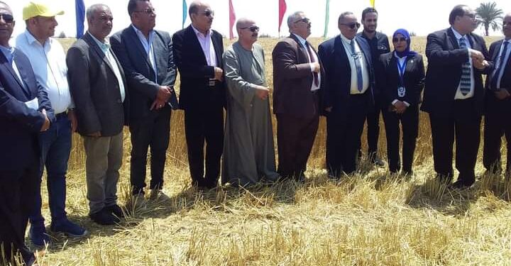 زراعة الإسماعيلية: بدء حصاد 9 آلاف و200 فدان قمح بشرق قناة السويس 1 زراعة الإسماعيلية تبدأ حصاد القمح بسيناء