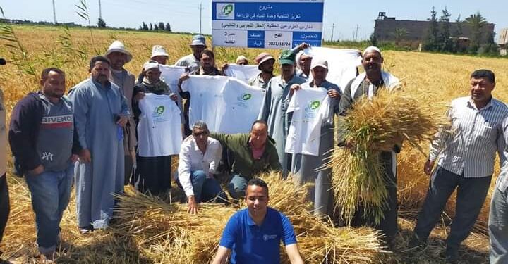 زراعة كفر الشيخ تنظم مدرسة حقلية لمحصول القمح 1 مدارس حقلية بزراعة كفر الشيخ