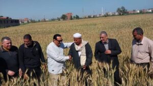 زراعة دمياط تتابع عمليات حصاد القمح 