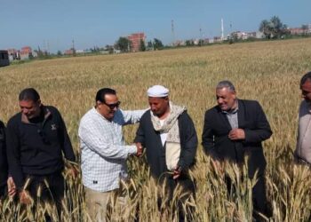 زراعة دمياط تتابع عمليات حصاد القمح