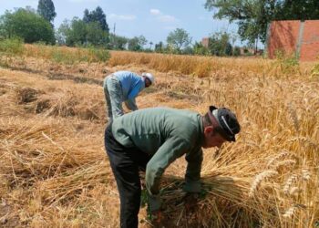 حصاد محصول القمح بزراعة الشرقية