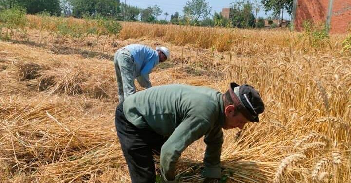 زراعة الشرقية: حصاد 16 ألف فدان قمح .. و توريد 2710 طن 1 حصاد محصول القمح بزراعة الشرقية
