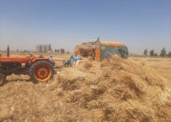 بدء موسم حصاد القمح بزراعة الدقهلية