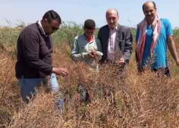 حصاد الكانولا بزراعة بورسعيد