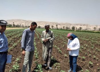 زراعة أسيوط تواصل متابعة زراعات القطن
