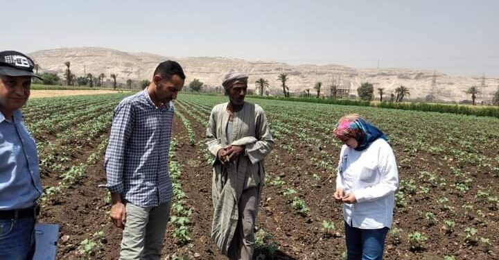 زراعة أسيوط تواصل المرور على زراعات القطن بالمديرية 1 زراعة أسيوط تواصل متابعة زراعات القطن