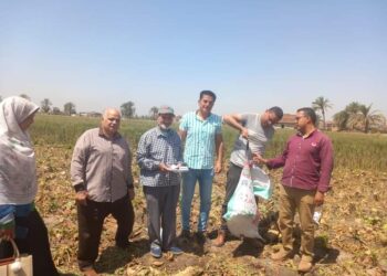 زراعة بني سويف تتابع المحاصيل السكرية بمركز ببا